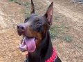 A SECERELİ  KING DOBERMAN YAVRULARI 