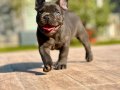 Efsane güzellikte French Bulldog yavruları sizleri bekliyor