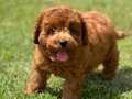 %% ORJİNAL RED BROWN TOY POODLE YAVRULARI 