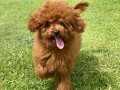 TÜRKİYENİN EN ÖZEL TOY POODLE ÇİFLİĞİNE BEKLİYOZ