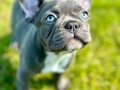 BLUE FRENCH BULLDOG YAVRULARI SİZLERİ BEKLİYOR 