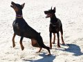 A SECERELİ ÖZEL DOBERMAN YAVRULARI 