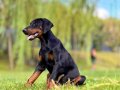 SÜPER SECERELİ DOBERMAN YAVRULARI ISTANBUL 