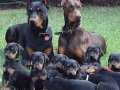 A SECERELİ EFSANE DOBERMAN YAVRULARI 