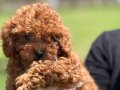 Tea Cup Red Brown Toy Poodle Yavruları 