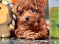 Türkiyenin en özel Toy Poodle bebekleri sizleri bekliyor 