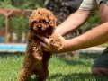 POODLE ÇİFLİĞİNDEN RED BROWN YAVRULAR 