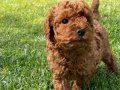 TÜRKİYENİN EN ÖZEL BROWN TOY POODLE YAVRULARI 