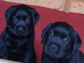 %% ORJİNAL SAFKAN LABRADOR RETRIEVER YAVRULARI 