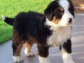 BERNESE MOUNTAİN DOG YAVRULARI ÇİFLİĞİMİZ BEKLERİZ 