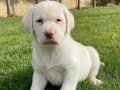 İSTANBUL KÖPEK ÇİFTLİĞİDEN LABRADOR YAVRULARI 