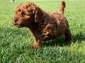 POODLE ÇİFLİĞİNDEN RED BROWN YAVRULAR SİZLERİ BEKLİYOR 