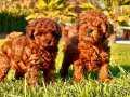 RED BROWN TOY POODLE YAVRULARI İSTANBUL 