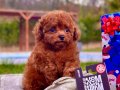 TÜRKİYENİN EN ÖZEL RED BROWN TOY POODLE YAVRULARI 