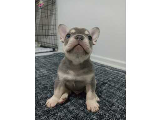 Oyuncu French bulldog 