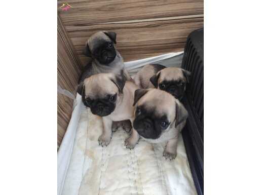 AŞILI PUG BEBEKER