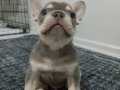 Oyuncu French bulldog 