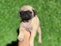 SON KALAN PUG DİŞİ 