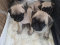 AŞILI PUG BEBEKER