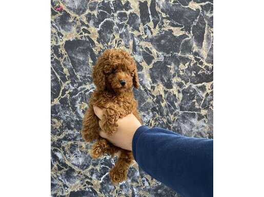 Wc Eğitimli Evde Bakılan Aşılı Safkan Toy Poodle Kuzucuk