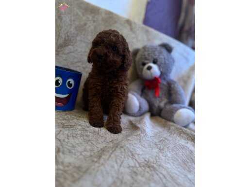 Red brown toy poodle bebeklerim