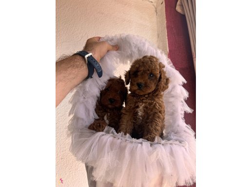 Bayram şekeri orjinal toy poodle yavrularım