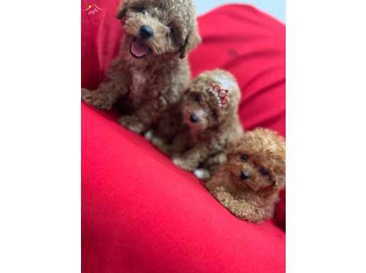 Toy poodle bebeklerimiz 