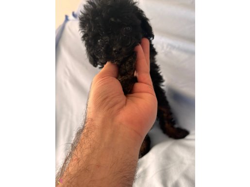 Uyguna toy poodle isteyenlere