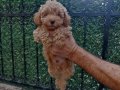 Orjinal toy poodle yavrularim