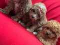 Toy poodle bebeklerimiz 