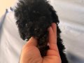 Uyguna toy poodle isteyenlere