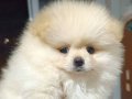 ÇOK ACİL Gülen Yüz Safkan Pomeranian Boo Yuvasını Arıyor 