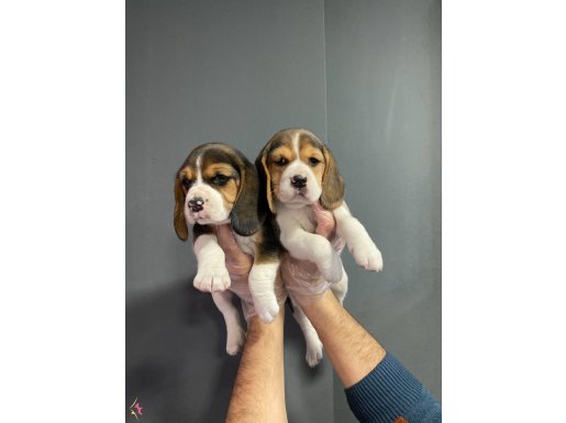 BEAGLE GÜZELLİĞİ BURADA