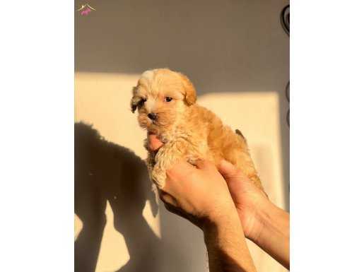 ÜRETİCİSİNDEN ORJİNAL MALTIPOO BEBEKLER