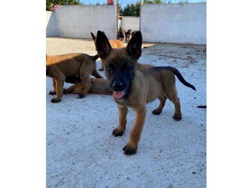 GÜÇLÜ, ATİK, ZEKİ IRKININ EN İYİSİ MALINOIS YAVRULAR