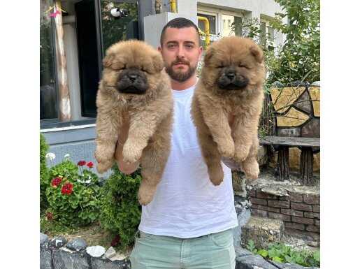 CHOW CHOW (ÇİN ASLANI) IRKININ EN KALİTELİ ÖRNEKLERİ 