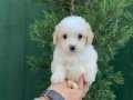 GÜZELLER GÜZELİ MALTIPOO BEBEKLERİMİZ