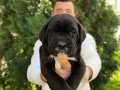 IRK VE SAĞLIK GARANTİLİ DEV BOY CANE CORSO BEBEKLER