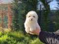 EN ŞİRİN MALTIPOO BEBEKLER