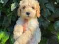 IRKININ EN GÜZELİ MALTIPOO BEBEKLER