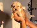 BAL RENGİ MALTIPOO GÜZELLİĞİ