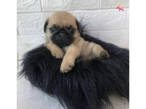 SAFKAN PUG MOPS YAVRULAR