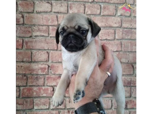 ÜST KALİTE PUG MOPS YAVRULARIMIZ