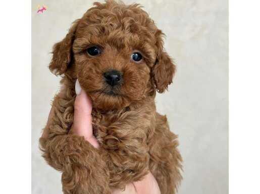 SAFKAN KIVIRCIK TOY POODLE YAVRULAR