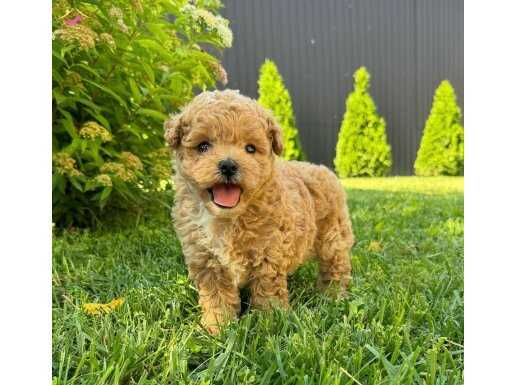 EV ÜRETİMİNDEN TOY POODLE BEBEKLER