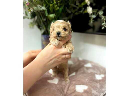 0 Numara Maltipoo Bebekler