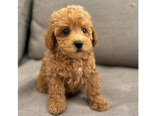 IRK GARANTİLİ TOY POODLE YAVRULAR