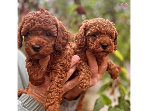 ÖZEL RED BROWN TOY POODLE YAVRULAR