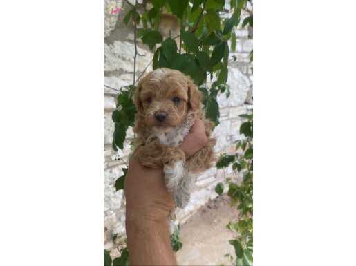 TRİA COLOR MALTİPOO BEBEKLER