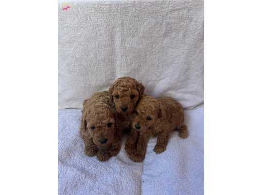 SAFKAN ORJİNAL TOY POODLE YAVRULAR